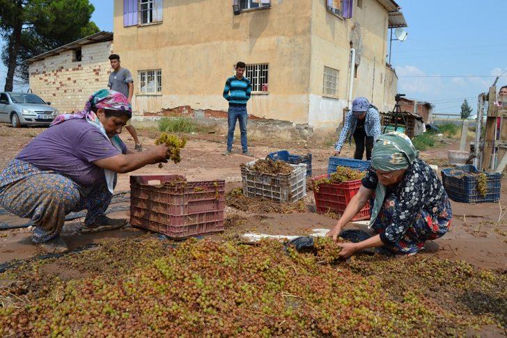 Manisa'da kurutmaya bırakılan üzümler sel sularına kapıldı G1