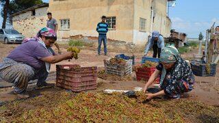 Manisa'da kurutmaya bırakılan üzümler sel sularına kapıldı