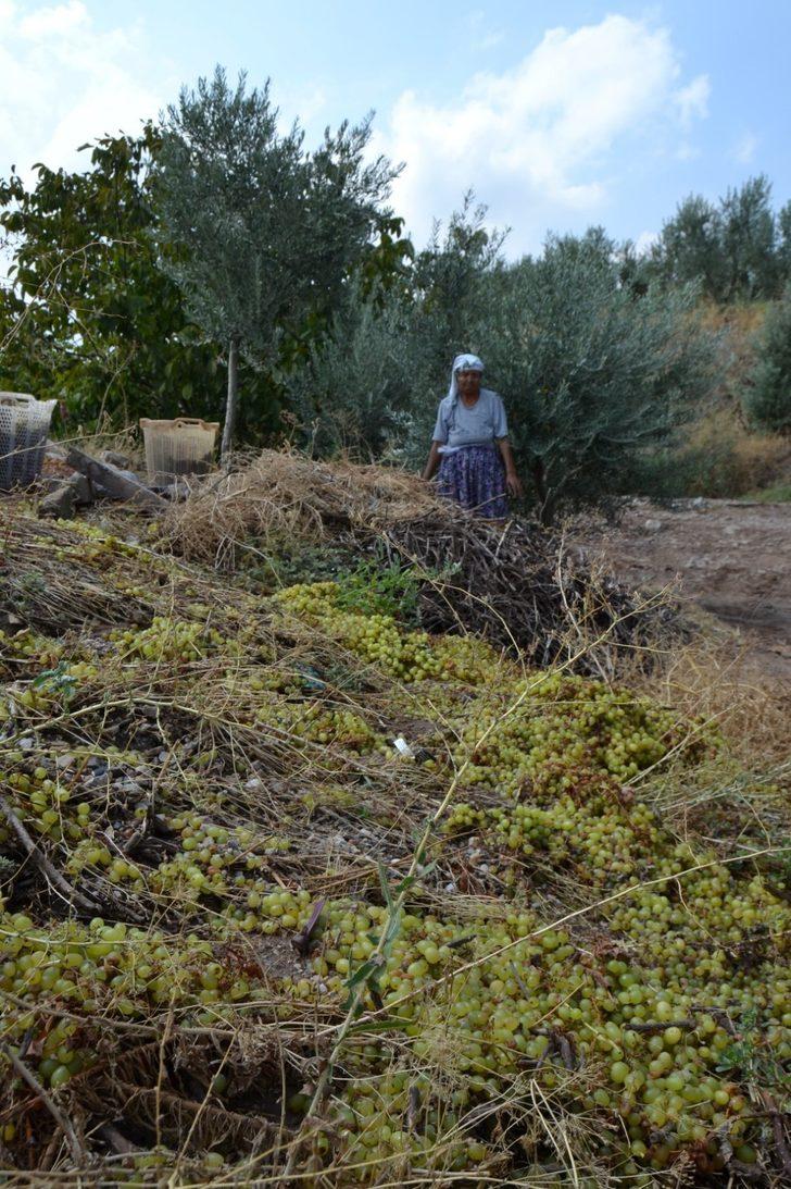Manisa'da kurutmaya bırakılan üzümler sel sularına kapıldı G2
