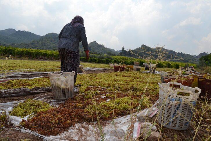 Manisa'da kurutmaya bırakılan üzümler sel sularına kapıldı G3