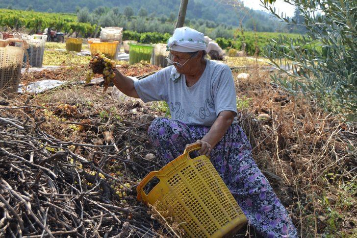 Manisa'da kurutmaya bırakılan üzümler sel sularına kapıldı G4