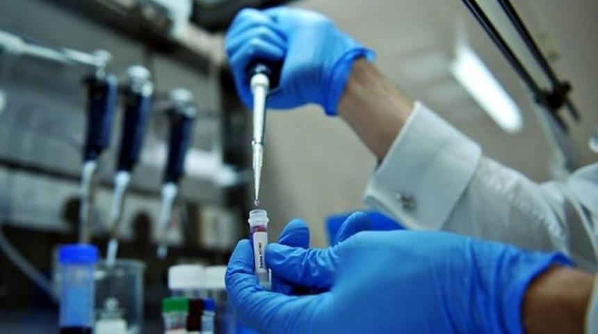 Kimler domuz gribi tehlikesi altında?