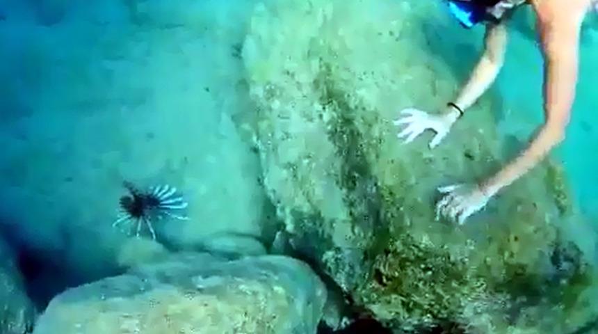 Temas edildiğinde ağrı, acı, yanma ve şişlik gibi etki bırakır! "Aslan balıklarına yaklaşmayın, dokunmayın"