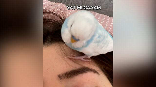 Adeta dile geldi! Kafesinde yatmak istemeyip sahibiyle tartışan kuş sosyal medyada viral oldu
