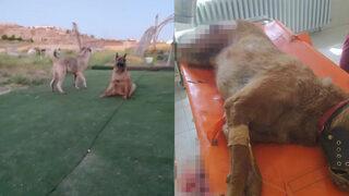 Bunun adı vahşet! Köpeği 7 yerinden bıçaklayıp öldürdüler