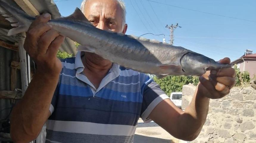 Adeta altın yumurtluyor! Balıkçıların ağına takıldı... Fiyatı dudak uçuklatıyor