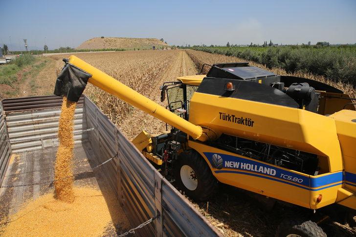 Bakan Kirişci, Hatay'daki mısır hasadı törenine telefonla katıldı: G1