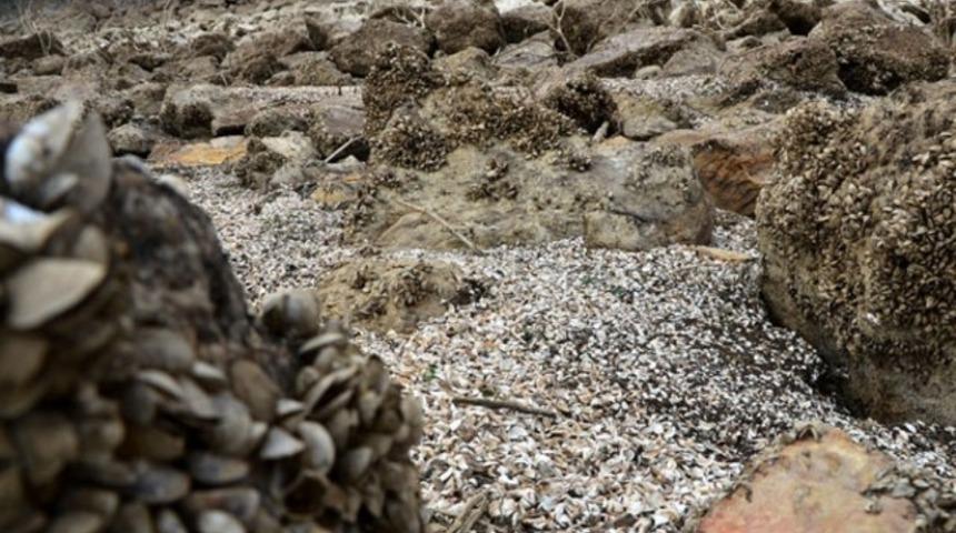 Suyu çekilen barajda 'midye tarlası' çıktı