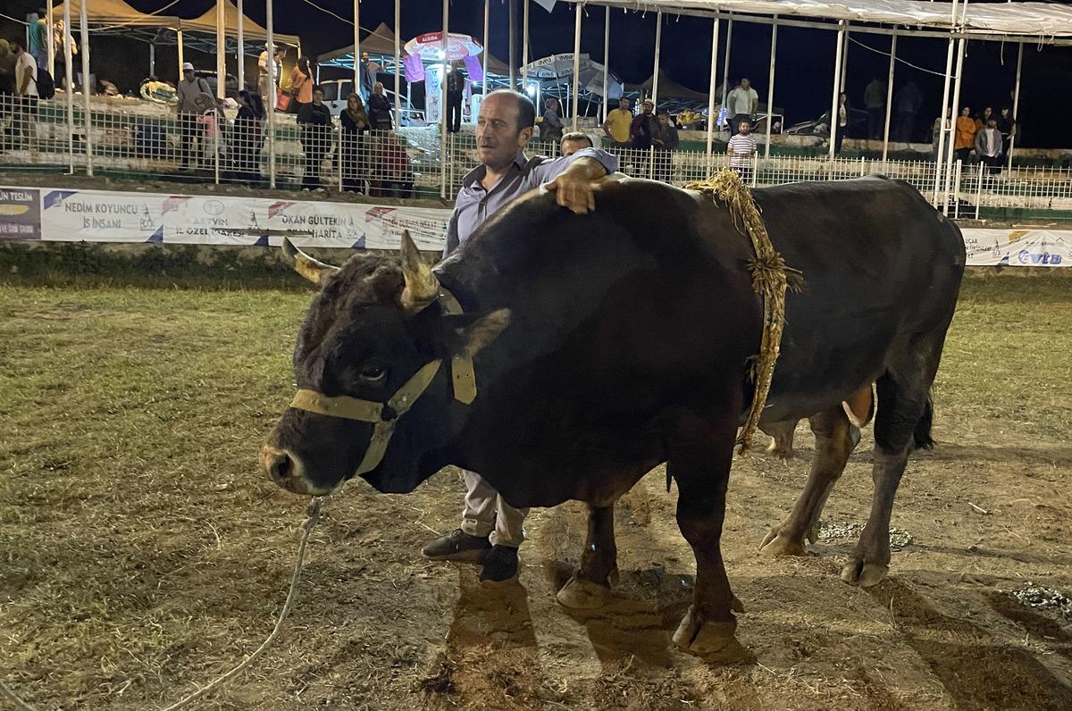 Artvin'de Boğa G&uuml;reşleri T&uuml;rkiye Şampiyonası yapıldı