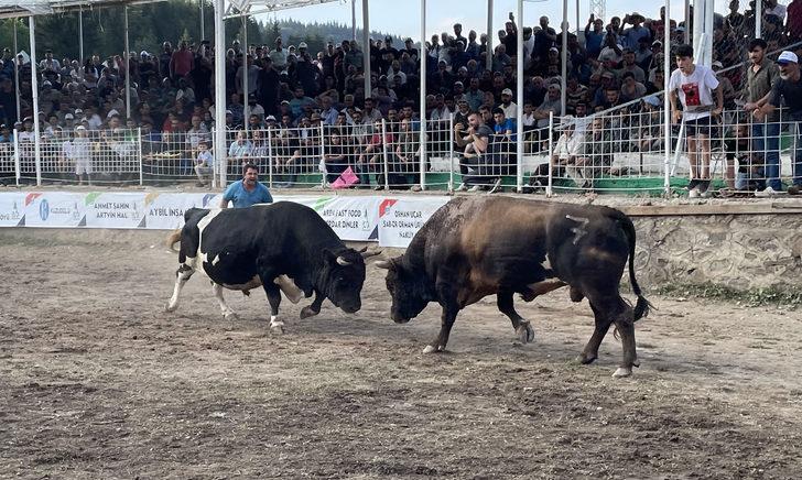 Artvin'de Boğa Güreşleri Türkiye Şampiyonası yapıldı G5