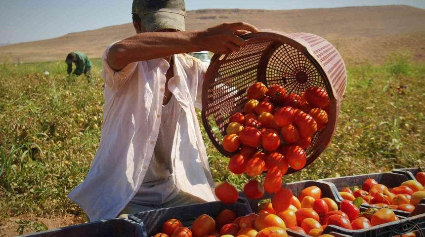Fiyat farkını görenler şaşırıyor! Domates tarlada 2 buçuk, markette 13 liraya satılıyor