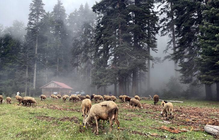 Düzce ve Bolu yaylaları doğal güzellikleriyle ziyaretçilerini bekliyor G1