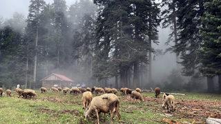 Düzce ve Bolu yaylaları doğal güzellikleriyle ziyaretçilerini bekliyor