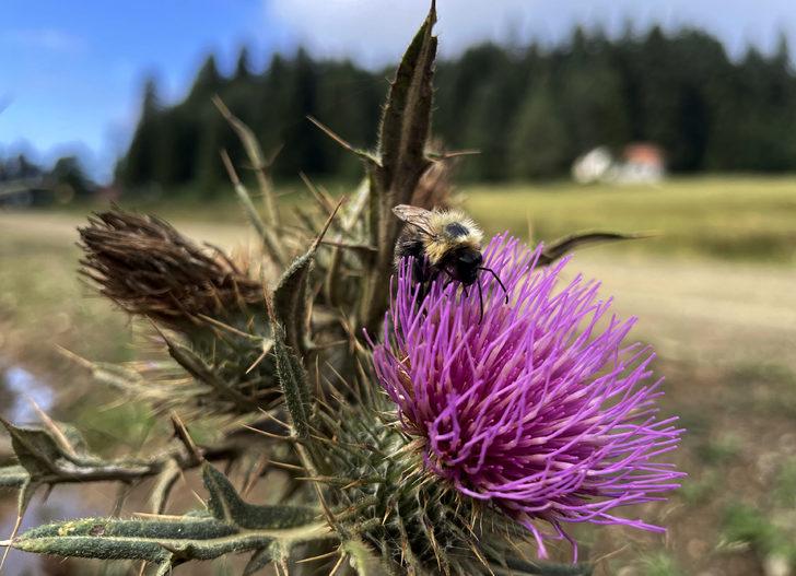 Düzce ve Bolu yaylaları doğal güzellikleriyle ziyaretçilerini bekliyor G2