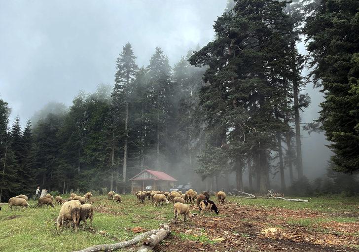 Düzce ve Bolu yaylaları doğal güzellikleriyle ziyaretçilerini bekliyor G4