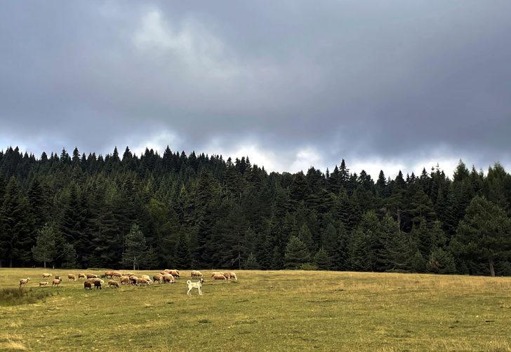 Düzce ve Bolu yaylaları doğal güzellikleriyle ziyaretçilerini bekliyor G5