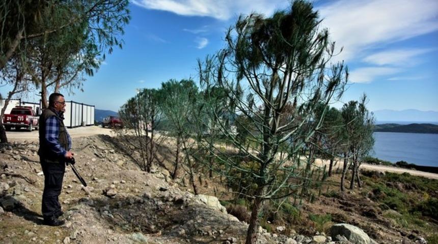 Çevrecilerden korkan inşaat firması kuruttuğu ağaçları yeşile boyadı