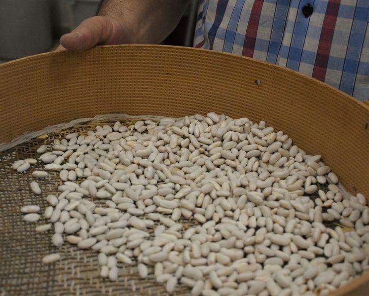 TÜBİTAK desteğiyle verimi yüksek kuru fasulye çeşit adayları belirlendi G2