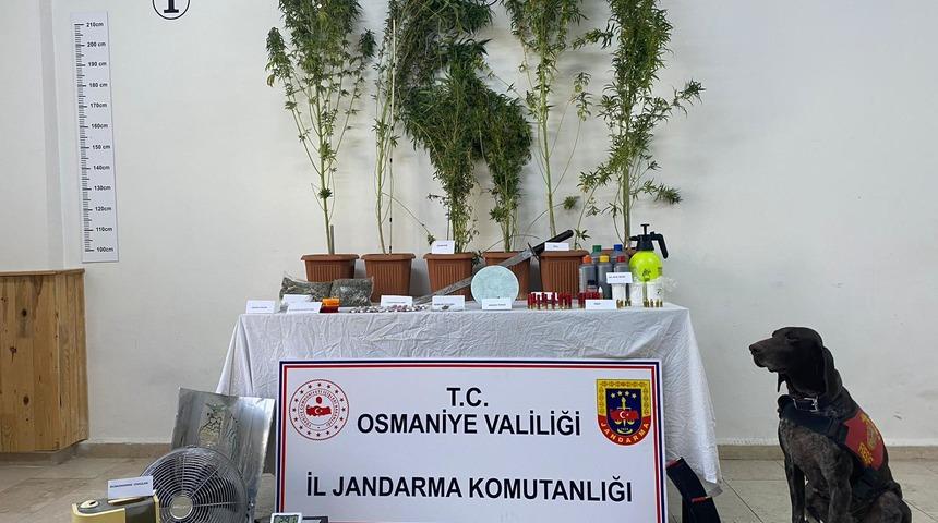 Osmaniye'de evinde Hint keneviri yetiştiren zanlı tutuklandı