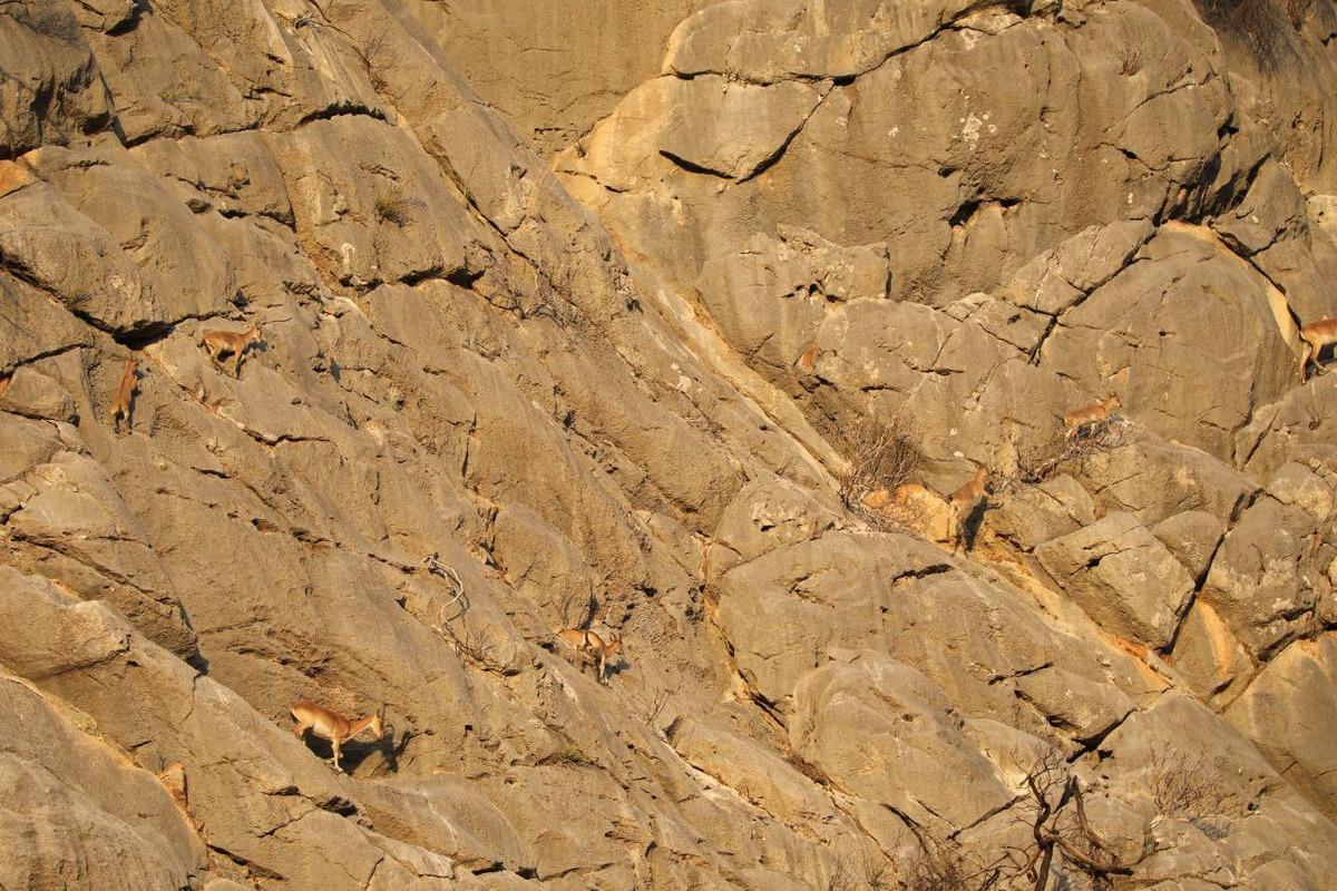 Koruma altındaki yaban ke&ccedil;ileri Yazılı Kanyon'da g&ouml;r&uuml;nt&uuml;lendi