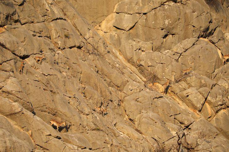 Koruma altındaki yaban keçileri Yazılı Kanyon'da görüntülendi G1