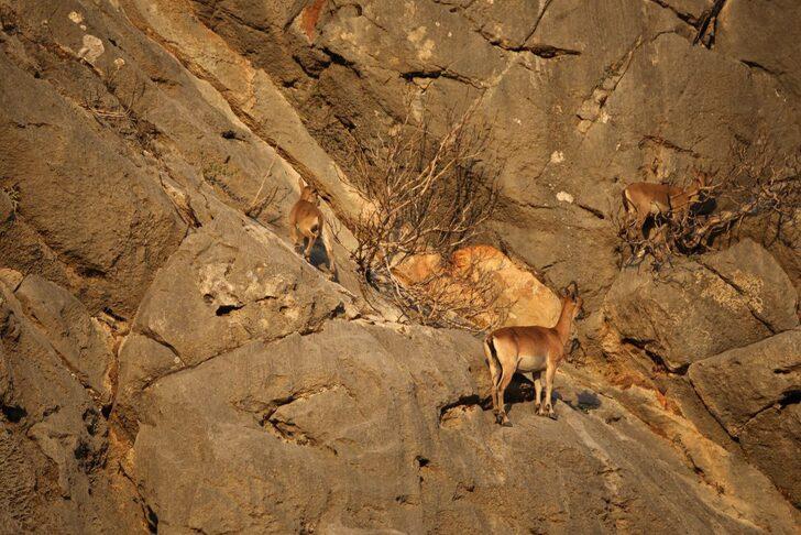 Koruma altındaki yaban keçileri Yazılı Kanyon'da görüntülendi G2