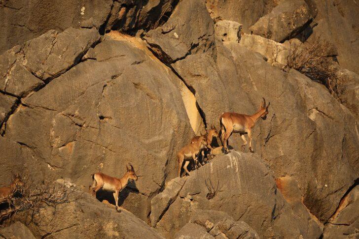 Koruma altındaki yaban keçileri Yazılı Kanyon'da görüntülendi G3