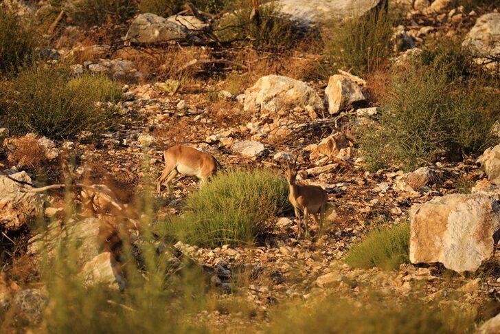 Koruma altındaki yaban keçileri Yazılı Kanyon'da görüntülendi G4