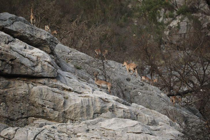 Koruma altındaki yaban keçileri Yazılı Kanyon'da görüntülendi G5