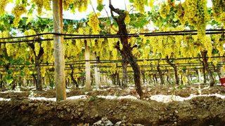 Cumhurbaşkanı Erdoğan açıkladı! Üzüm fiyatlarında hareketlilik 