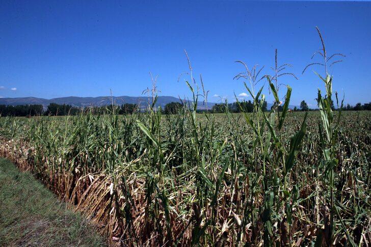 Tokat'ta fırtına, dolu ve sağanak ekili alanlara zarar verdi G4