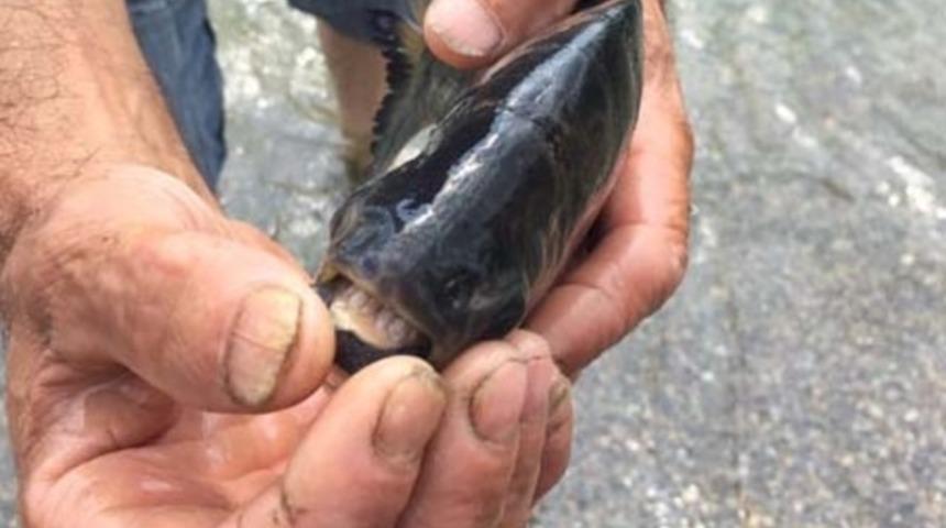 İznik Gölü'nde oltasına pirana takıldı