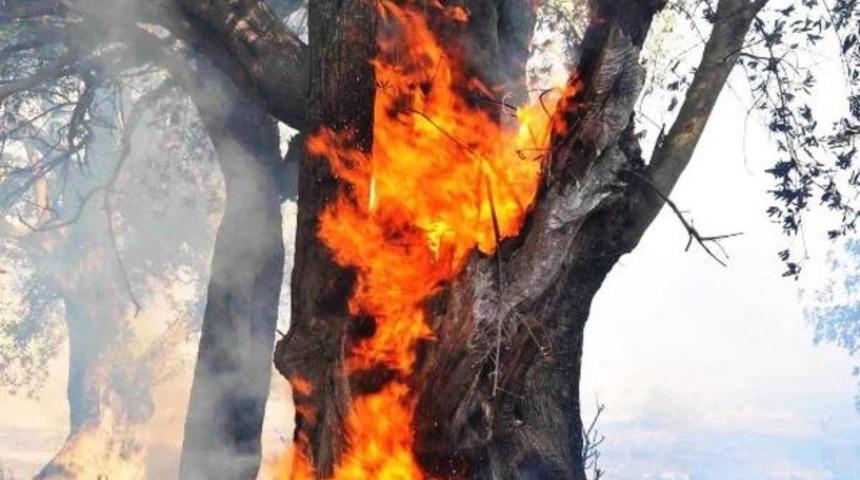 Asırlık zeytin ağa&ccedil;ları yangında k&uuml;l oldu