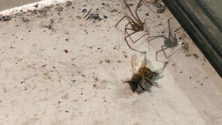 Örümcek önce ağını kurdu, sonra beklediği bal arasını böyle avladı