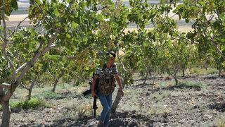 'Yeşil altın' olarak biliniyor! Kilosu 170 lira... Silahla nöbet tutuyorlar