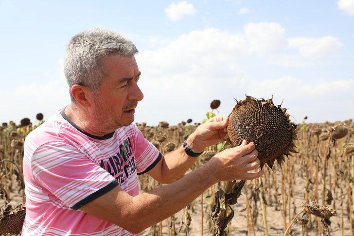 Edirne'de çiftçiler "gün döndü" veriminden memnun G1