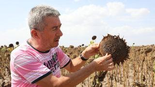 Edirne'de çiftçiler gün döndü veriminden memnun