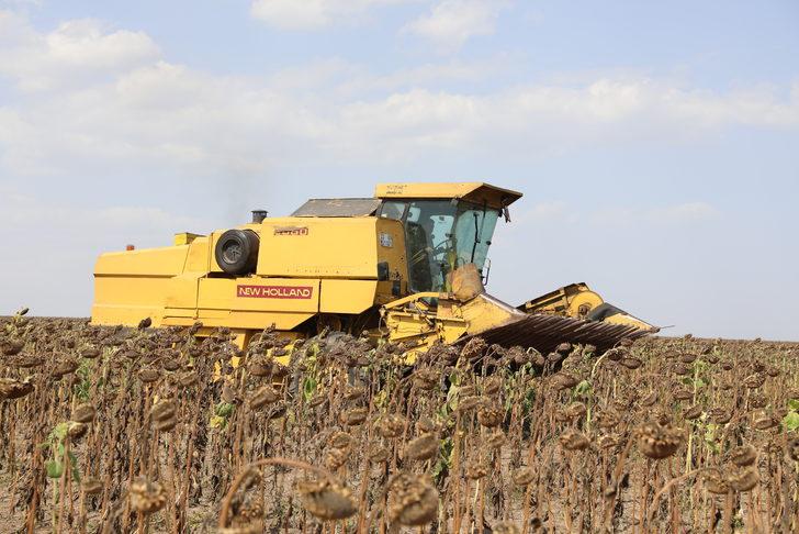 Edirne'de çiftçiler "gün döndü" veriminden memnun G2