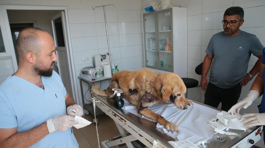 Bolu'da köpeğini aracına bağlayarak metrelerce sürükleyen kişiye para cezası