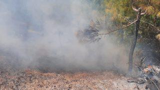 Adana'da ormanlık alanda çıkan yangın söndürüldü