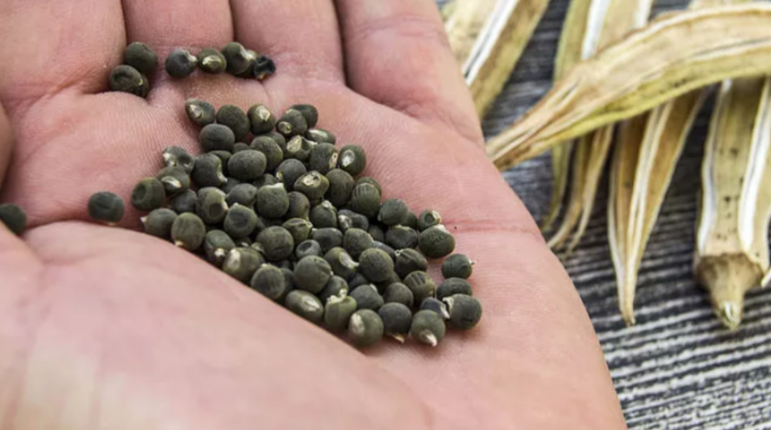 Mucizevi etkileri var! Kanserli hücreleri yok ediyor, kolesterolü düşürüyor