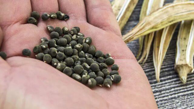 Mucizevi etkileri var! Kanserli hücreleri yok ediyor, kolesterolü düşürüyor