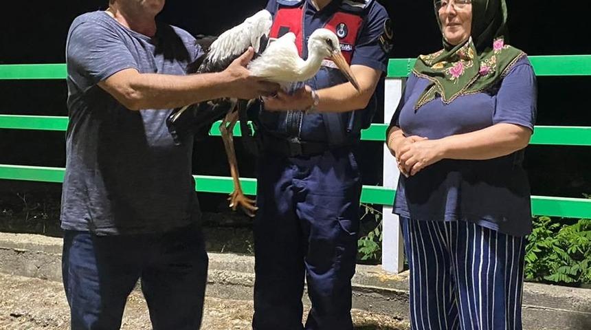 Giresun'da yorgun düşen leylek koruma altına alındı