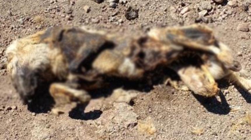 Kan donduran görüntüler: Diri diri yakıp tarlaya attılar!