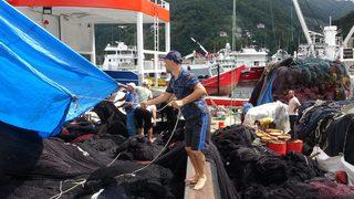Bu gece yarısı başlıyor! Av yasağı bitiyor, tezgahlar palamut dolacak