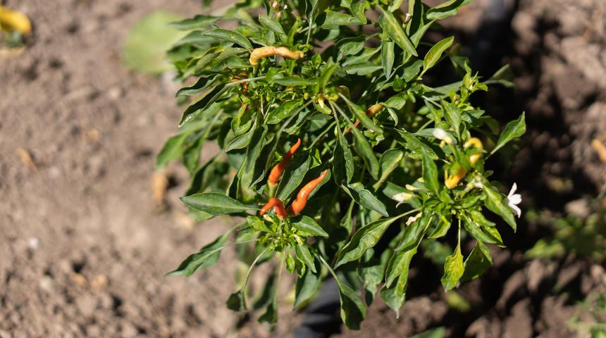 Bağışıklığı güçlendiriyor, ağrıyı anında kesiyor, cinsel gücü artırıyor... C vitamini deposu