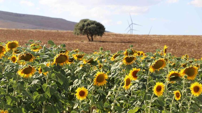 Ayçiçek yağında yeni hamle! Rekolte artışı indirim getirecek