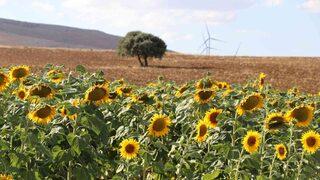 Ayçiçek yağında yeni hamle! Rekolte artışı indirim getirecek
