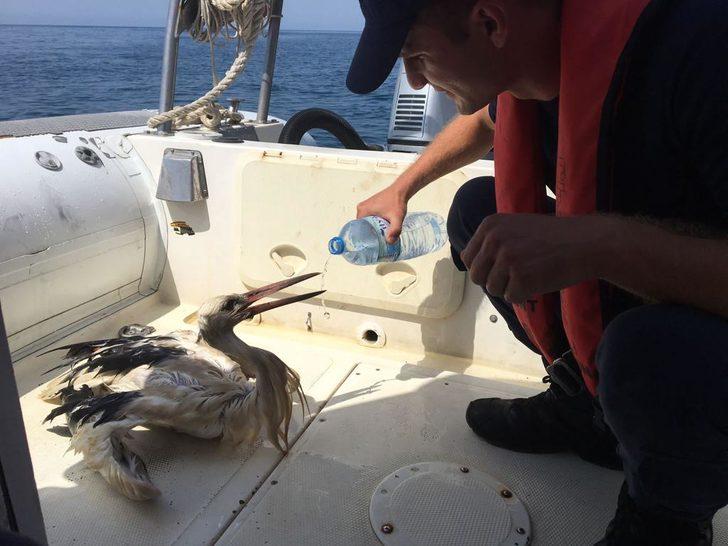 Hatay'da denizde bulunan yaralı leylek tedaviye alındı G1
