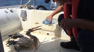 Hatay'da denizde bulunan yaralı leylek tedaviye alındı